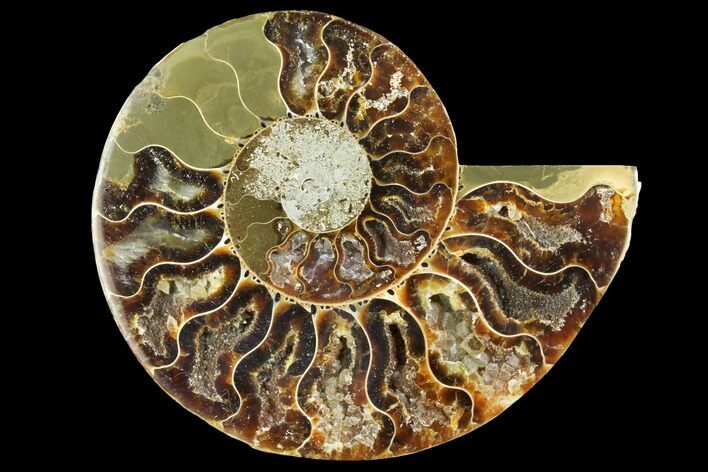 Cut & Polished Ammonite Fossil (Half) - Agate Replaced #146158